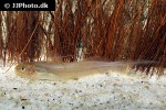 pimelodella cf gracilis pimelodella cf gracilis
