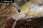 pimelodella cf gracilis pimelodella cf gracilis