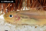 pimelodella cf gracilis pimelodella cf gracilis