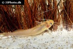 pimelodella cf gracilis pimelodella cf gracilis