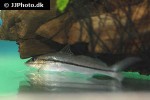 pimelodella gracilis pimelodella gracilis