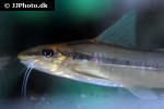pimelodella gracilis pimelodella gracilis