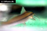 pimelodella gracilis pimelodella gracilis