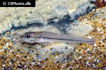 pimelodella laticeps pimelodella laticeps