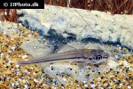 pimelodella laticeps pimelodella laticeps