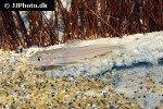 pimelodella odynea pimelodella odynea