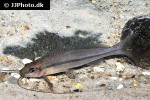 pimelodella species paraguay pimelodella species paraguay