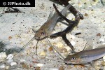 pimelodella species paraguay pimelodella species paraguay