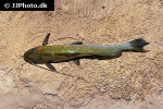 rhamdia species sucunduri rhamdia species sucunduri
