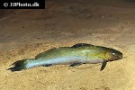 rhamdia species sucunduri rhamdia species sucunduri