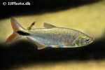 brycon alburnus brycon alburnus