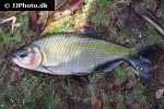 brycon amazonicus brycon amazonicus