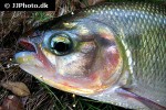 brycon amazonicus brycon amazonicus