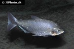 brycon amazonicus brycon amazonicus