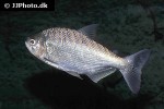 brycon amazonicus brycon amazonicus