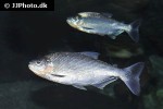 brycon amazonicus brycon amazonicus