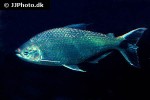 brycon cephalus brycon cephalus