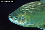 brycon cephalus brycon cephalus