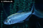 brycon melanopterus brycon melanopterus