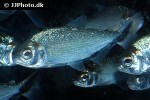brycon melanopterus brycon melanopterus
