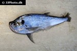 cynodon gibbus cynodon gibbus