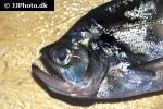 cynodon gibbus cynodon gibbus