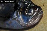 cynodon gibbus cynodon gibbus