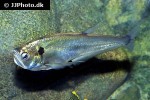 cynodon gibbus cynodon gibbus
