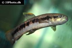 erythrinus erythrinus erythrinus erythrinus