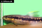 erythrinus erythrinus erythrinus erythrinus