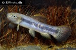 erythrinus species peru erythrinus species peru