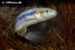 erythrinus species peru erythrinus species peru