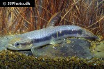 erythrinus species peru erythrinus species peru