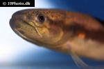 hoplerythrinus unitaeniatus hoplerythrinus unitaeniatus