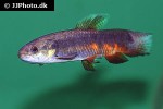 hoplerythrinus unitaeniatus hoplerythrinus unitaeniatus