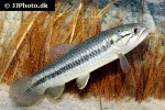 hoplerythrinus unitaeniatus hoplerythrinus unitaeniatus