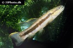 hoplerythrinus unitaeniatus hoplerythrinus unitaeniatus