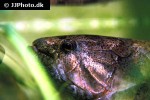 hoplias malabaricus hoplias malabaricus
