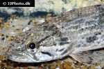 hoplias malabaricus hoplias malabaricus