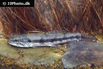 hoplias malabaricus hoplias malabaricus