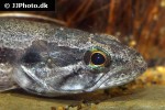hoplias malabaricus hoplias malabaricus