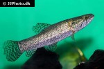 hoplias malabaricus hoplias malabaricus
