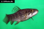 hoplias malabaricus hoplias malabaricus