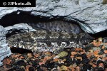hoplias malabaricus hoplias malabaricus