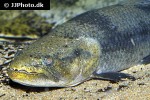 hoplias malabaricus hoplias malabaricus