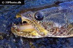 hoplias malabaricus hoplias malabaricus