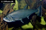 hydrolycus armatus hydrolycus armatus