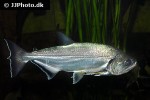 hydrolycus armatus hydrolycus armatus