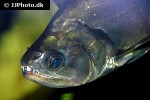 hydrolycus armatus hydrolycus armatus