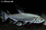 hydrolycus armatus hydrolycus armatus